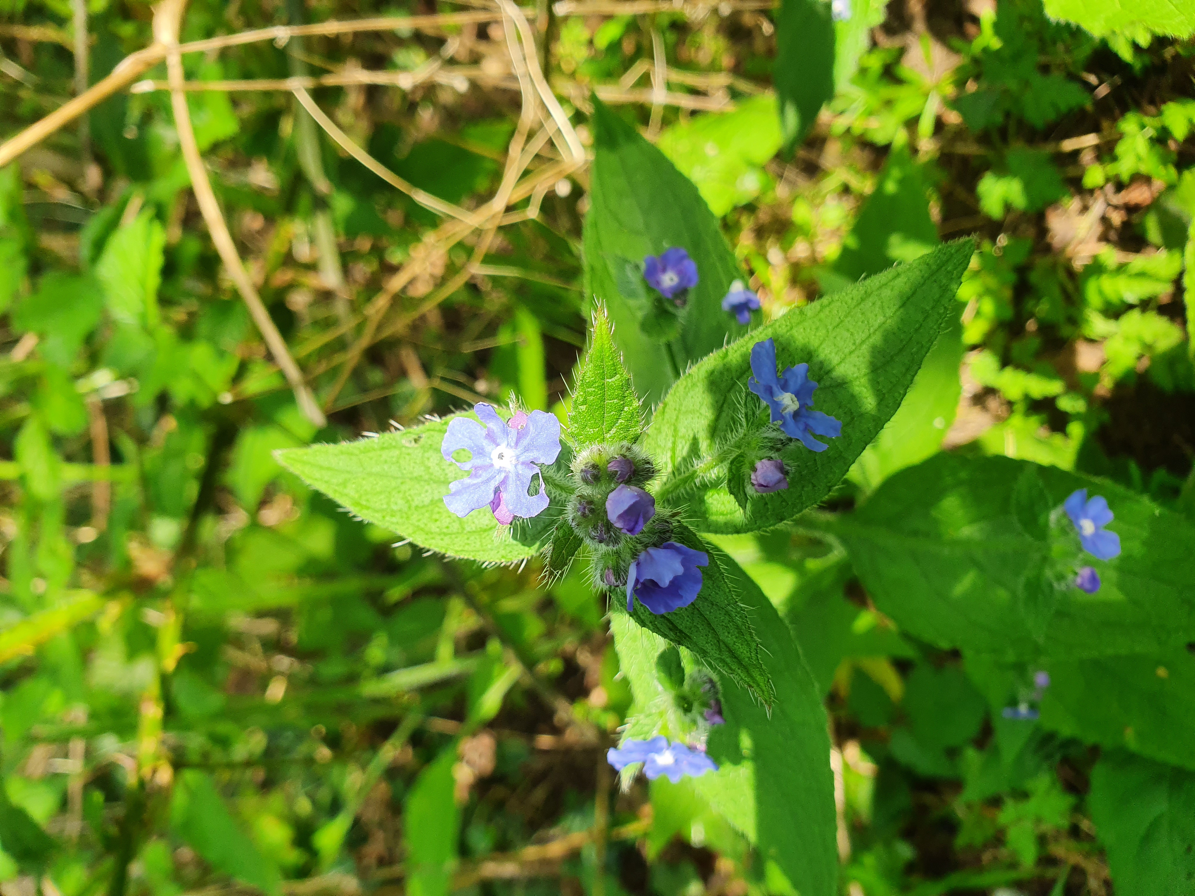 Random plant picture